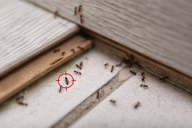 Best Wildlife Control Services  in Monsey, NY
