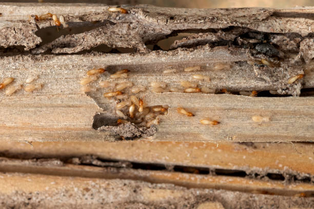 Best Flea Control Services  in Monsey, NY