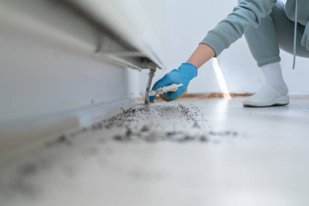 Best Spider Control Near Me  in Monsey, NY